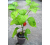 Насіння перцю гострого Fatalii Red